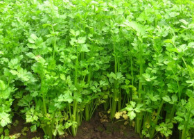 tanaman seledri,budidaya,menanam,manfaat, daun seledri, LMGA AGRO,toko online
