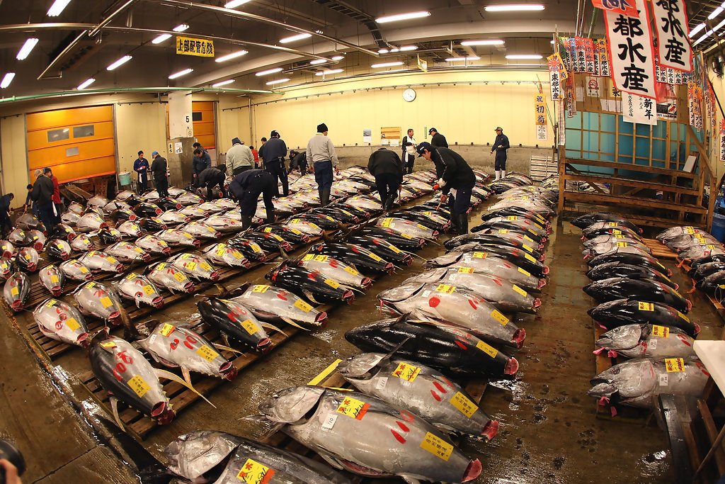 Tsukiji Fish Market