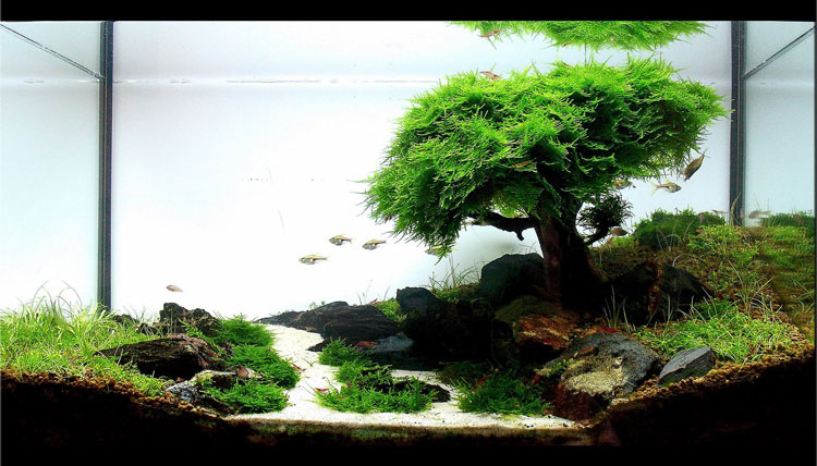 Aquascaping Murah Hemat Dan Berkualitas Bebeja Com