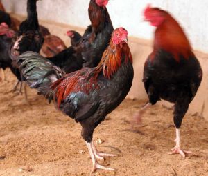 ayam kung unggul balitnak kub usaha agribisnis ayam kung unggul balitnak kub usaha agribisnis