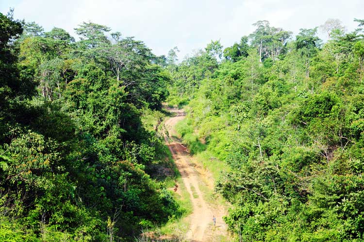hutan-harapan