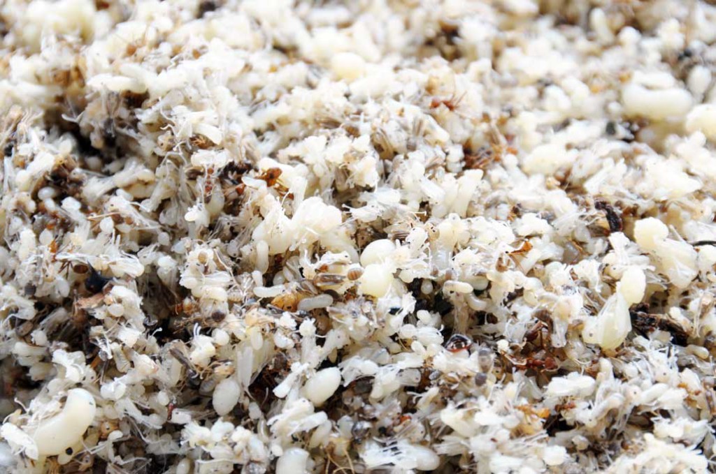 laki-laki yang berdomisili di Kelurahan Srengsengsawah Kisah Sebutir Telur Semut (Kroto)