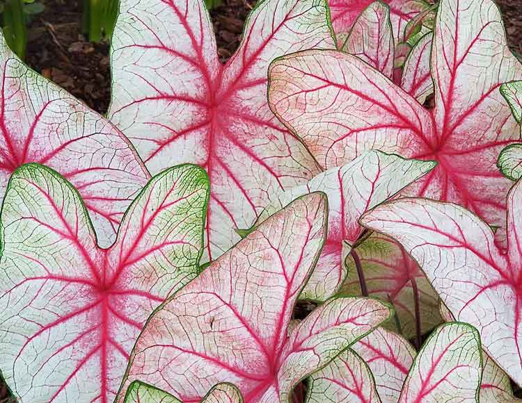 caladium