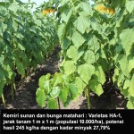 Menanam tanaman biodiesel kemiri sunan sanggup dilakukan sebagai hamparan utuh atau sebagai 4 Tanaman Tumpangsari Kemiri Sunan