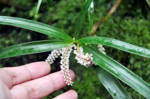 Ingin berlibur sekaligus menyaksikan pesona bunga anggrek hitam 2 Jam di Kebun Raya Eka Karya Bali