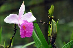 Ingin berlibur sekaligus menyaksikan pesona bunga anggrek hitam 2 Jam di Kebun Raya Eka Karya Bali