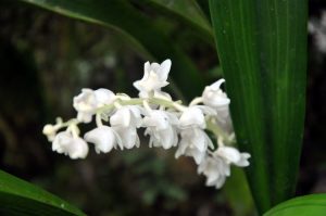 Ingin berlibur sekaligus menyaksikan pesona bunga anggrek hitam 2 Jam di Kebun Raya Eka Karya Bali