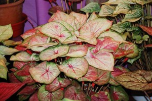 Dua pot caladium alias keladi milik Trisnawati itu satu per satu daunnya menguning 4 Kiat Rawat Caladium