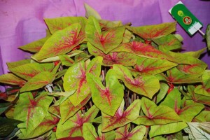 caladium3