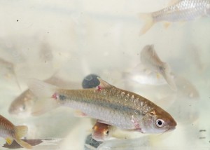 Setiap hari pulang sekolah niscaya mancing dan pulang membawa banyak ikan Tebar Ikan Di Sungai Ciliwung