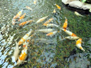 kolam-koi-suntec4
