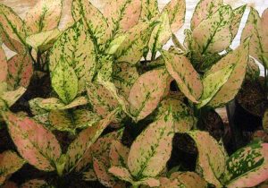 Penampilan aneka aglaonema menyerupai pride of sumatera Meracik Media Tanam Aglaonema