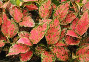 Penampilan aneka aglaonema menyerupai pride of sumatera Meracik Media Tanam Aglaonema