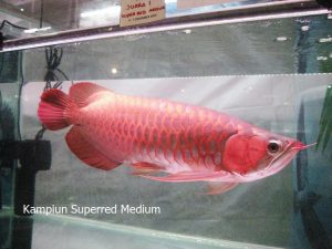 Puncak acara komunitas satwa Indonesia di pengujung tahun Semarak Indonesia Pets Plants Aquatic Expo (IPPAE) 2014