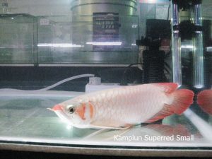 Puncak acara komunitas satwa Indonesia di pengujung tahun Semarak Indonesia Pets Plants Aquatic Expo (IPPAE) 2014