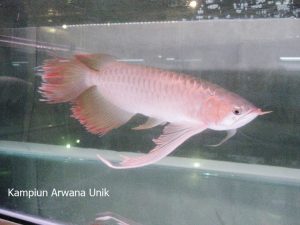 Puncak acara komunitas satwa Indonesia di pengujung tahun Semarak Indonesia Pets Plants Aquatic Expo (IPPAE) 2014