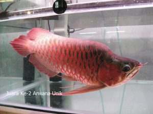 Puncak acara komunitas satwa Indonesia di pengujung tahun Semarak Indonesia Pets Plants Aquatic Expo (IPPAE) 2014