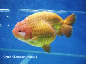 Puncak acara komunitas satwa Indonesia di pengujung tahun Semarak Indonesia Pets Plants Aquatic Expo (IPPAE) 2014