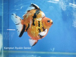 Puncak acara komunitas satwa Indonesia di pengujung tahun Semarak Indonesia Pets Plants Aquatic Expo (IPPAE) 2014