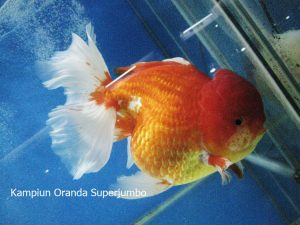 Puncak acara komunitas satwa Indonesia di pengujung tahun Semarak Indonesia Pets Plants Aquatic Expo (IPPAE) 2014