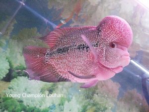 Puncak acara komunitas satwa Indonesia di pengujung tahun Semarak Indonesia Pets Plants Aquatic Expo (IPPAE) 2014
