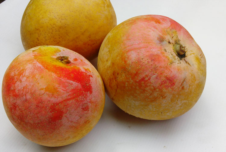 mangga-agrimania2