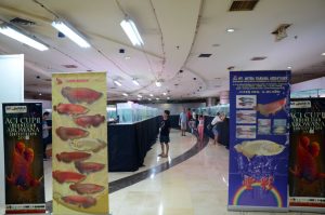 mengelar lomba laga anggun arwana superred pada Juara Kontes Arwana ACI Cup II 2015