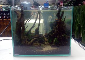 Delly Viki Ramdani didaulat menjadi kampiun Galeri Aquascape Live Setup Contest JOFF 2016