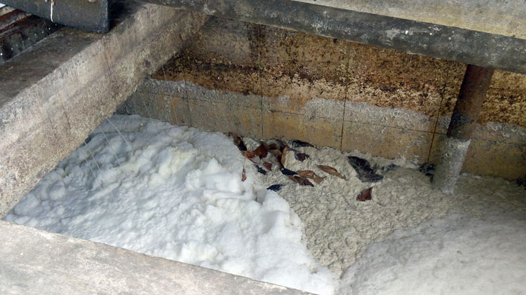 potongan tahu yang mereka santap dominan berasal dari perajin tahu asal Desa Kalisari Limbah Tahu Makara Sumber Biogas