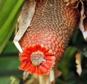 Sepanjang sejarah perkembangan tumbuhan obat di tanahair Kisah Fenomenal Si Buah Merah