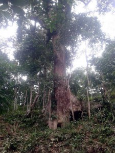 Semoga kita sanggup melihat buah dan mencicipinya Langka: Ada Durio Lowianus Di Pandeglang