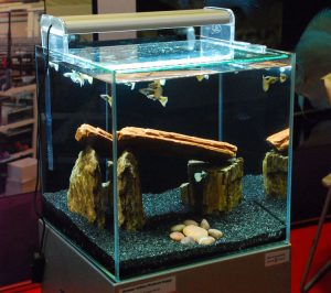 Desain Akuarium Untuk Guppy Bebeja Com