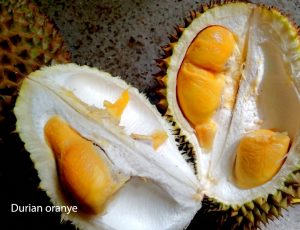 memang menyimpan sumber plasma nutfah durian unggul lokal Tiga Calon Durian Top Dari Banjarnegara