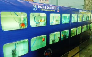 kontes-maskoki-dan-diskus-raiser-cibinong-2016