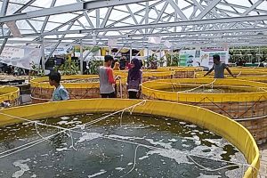Sejumlah kolam bulat menyita perhatian Kasmin Bebeja PENAS XV KTNA 2017 (2): Pilih Teknologi Bioflok