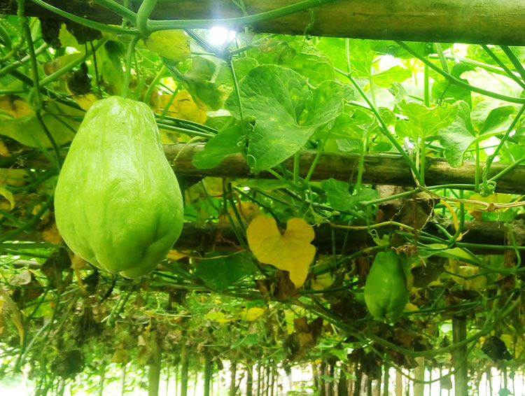 Agribisnis Labu Siam berkebun sayuran di atas batang pisang usaha agribisnis Agribisnis Labu Siam berkebun sayuran di atas batang pisang usaha agribisnis