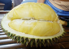 Durian Alfred Russel Wallace