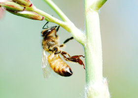Lebah Pelacak Ranjau