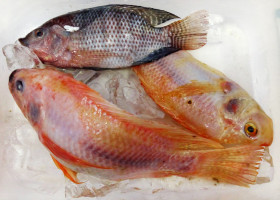 Cara Produksi Tepung Ikan