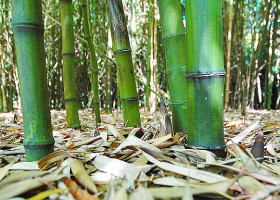 Bambu Undang Mikroba