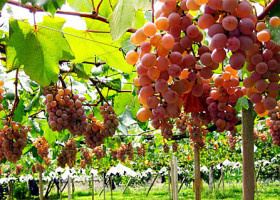 Wisata Anggur Di Yamanashi
