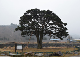 Cara Korea Lestarikan Pohon Tua
