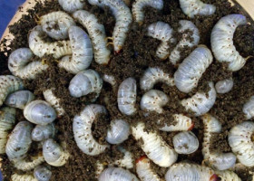 Pakan Ikan Larva Kumbang Kayu