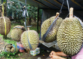 Pepaya Dan Mabuk Durian