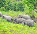 Tantangan Perlindungan Gajah Sumatera