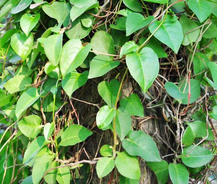daun binahong daun binahong