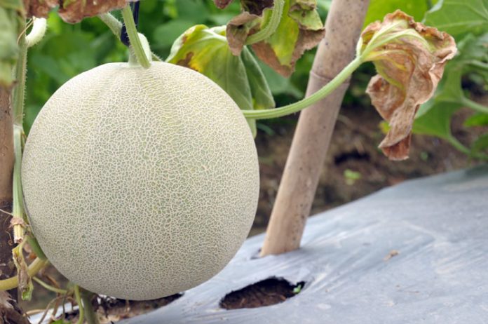 tanaman melon