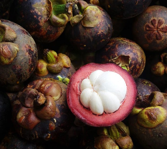 buah manggis