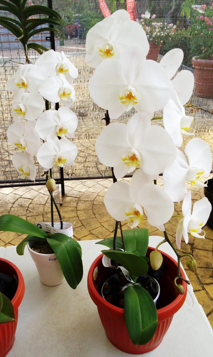 anggrek pot