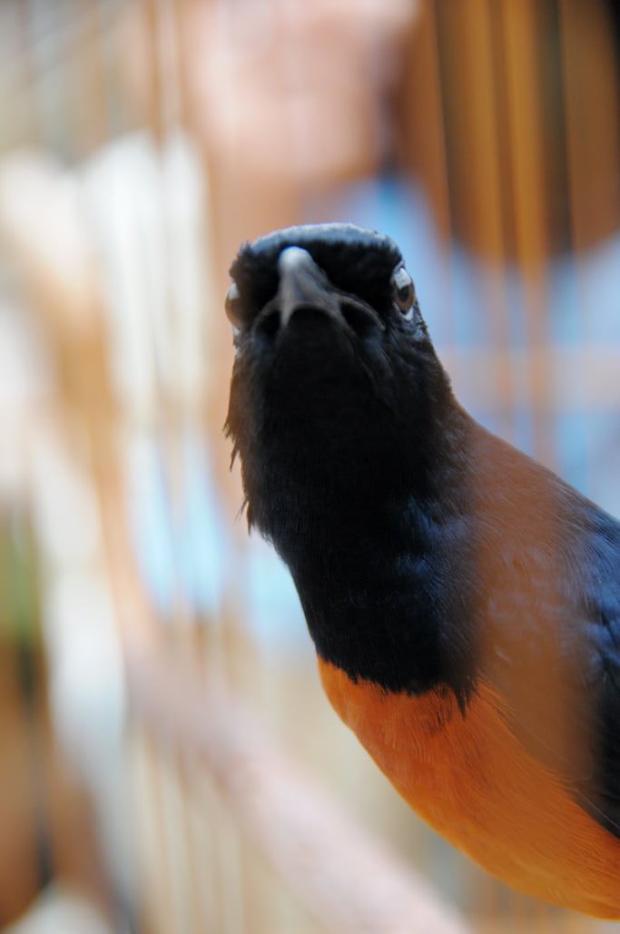 anis merah anis merah